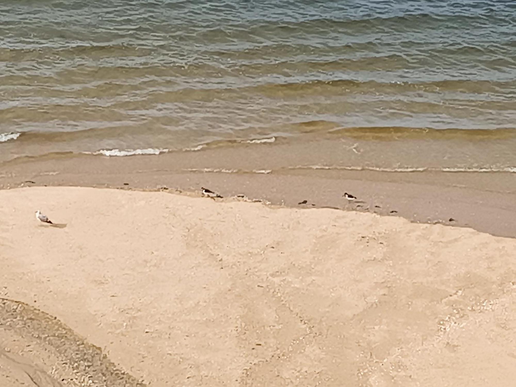 شقة Mirador Mar De Castelao, 1ª Linea De Playa Urbana فيلانويفا دي أروسا المظهر الخارجي الصورة